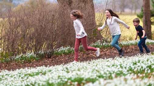 Children running past snowdrops at Chirk Castle, Wrexham